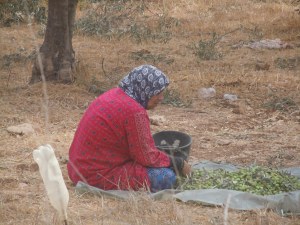 Woman Sorts Her Olives ~ Wadi Fukin Photo Credit: Dawn