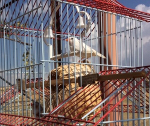 Caged Bird ~ Birin Village ~ Occupied Palestine Photo Credit: Jan